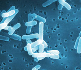 azione-antimicrobica-del-lactobacillus-reuteri