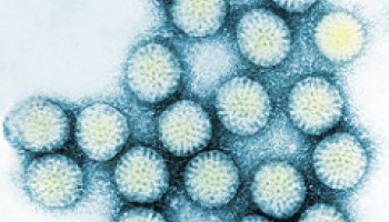 rotavirus