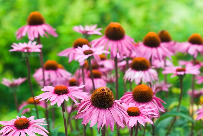 echinacea